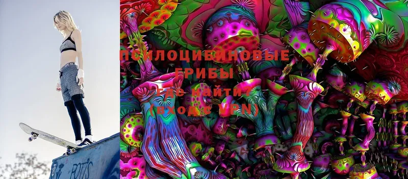 Псилоцибиновые грибы Psilocybine cubensis  Билибино 